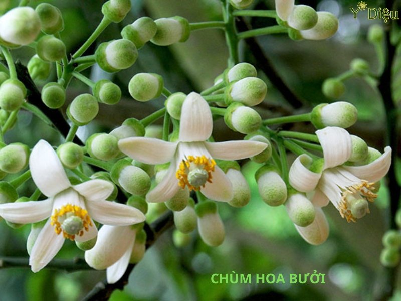 Dầu Gội Hoa Bưởi Chăm Sóc Tóc Sâu Từ Gốc Tới Ngọn